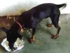 Cachorro raça  pinchi com bace idade 7 a 11 meses nome Bili
