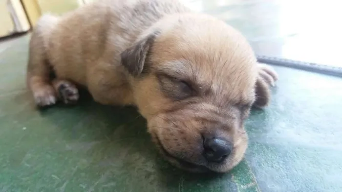 Cachorro raça VIRA LATA idade Abaixo de 2 meses nome TOBIAS
