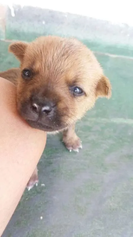 Cachorro raça VIRA LATA idade Abaixo de 2 meses nome TOBIAS