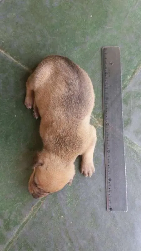 Cachorro raça VIRA LATA idade Abaixo de 2 meses nome TOBIAS