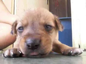Cachorro raça VIRA LATA idade Abaixo de 2 meses nome TOBIAS
