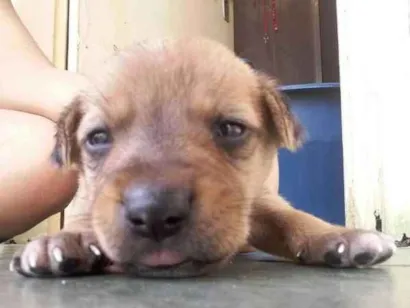 Cachorro raça VIRA LATA idade Abaixo de 2 meses nome TOBIAS
