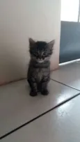Gatos 