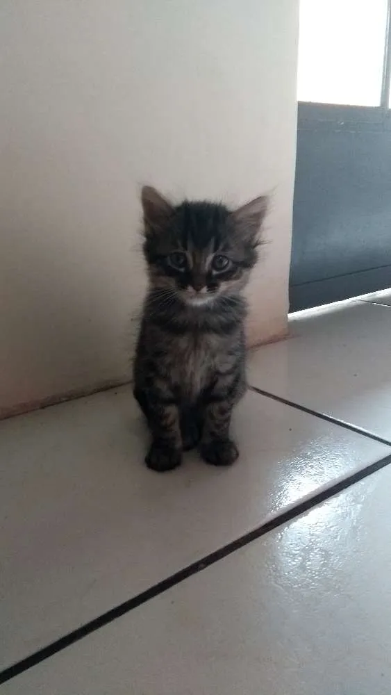 Gato ra a Viralata idade 2 a 6 meses nome Gatos 