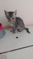 Gatos 