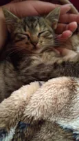 Gatos 