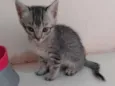 Gatos 