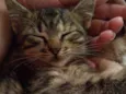 Gatos 