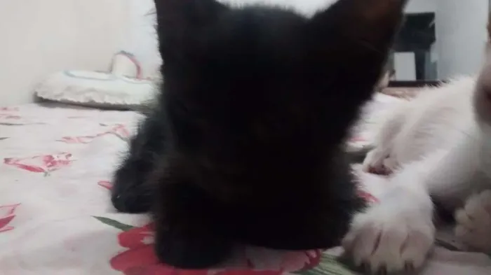 Gato ra a  idade 2 a 6 meses nome Anakin Skywalker