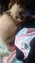 Gatos filhotes