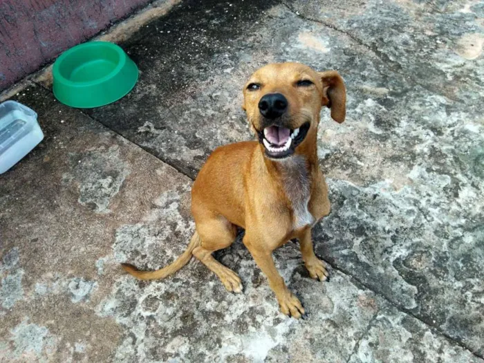 Cachorro raça Não sei idade  nome Não sei