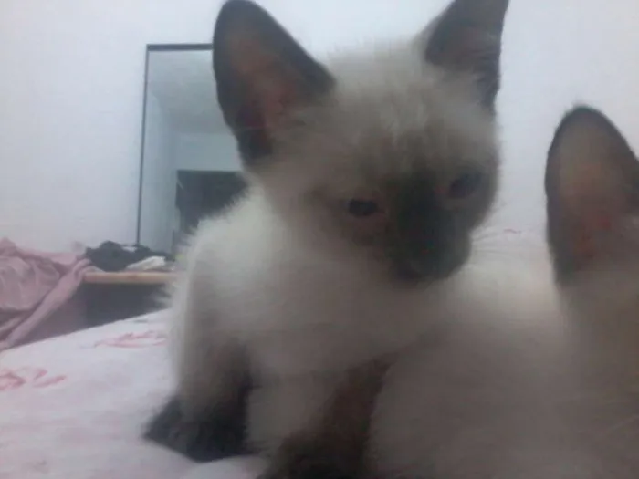 Gato ra a  idade 2 a 6 meses nome Luke Skywalker