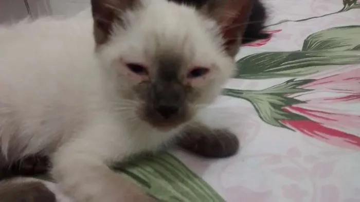 Gato ra a  idade 2 a 6 meses nome Leia Organa