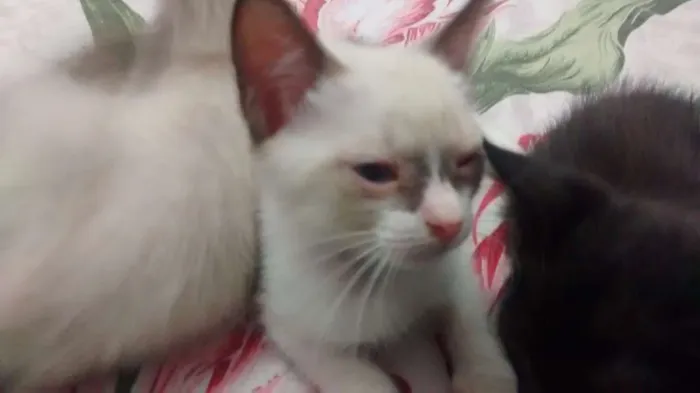 Gato ra a  idade 2 a 6 meses nome Pennywise