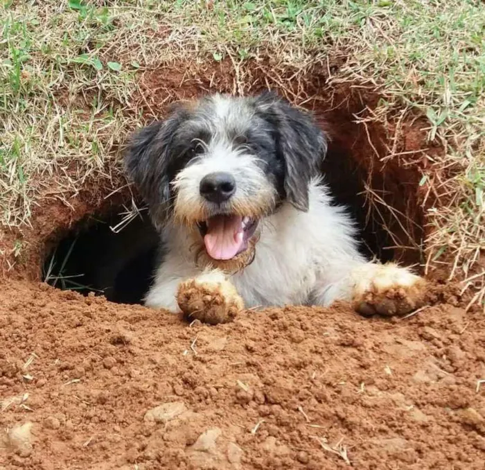 Cachorro ra a SRD idade 2 anos nome Sem nome