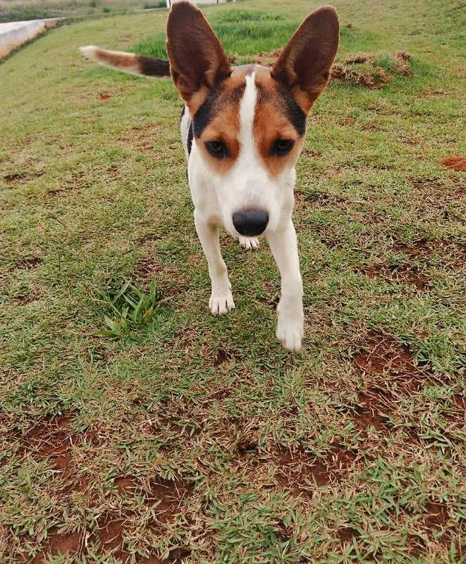 Cachorro ra a SRD idade 2 anos nome sem nome