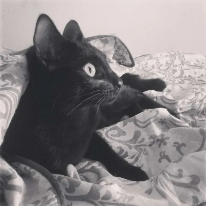 Gato raça Viralata idade 3 anos nome Oswaldo