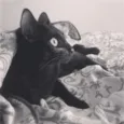 Oswaldo