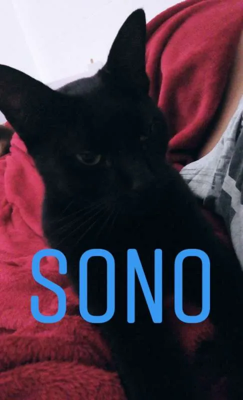 Gato raça Viralata idade 3 anos nome Oswaldo