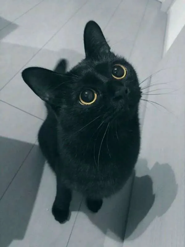 Gato raça Viralata idade 3 anos nome Oswaldo