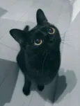 Oswaldo
