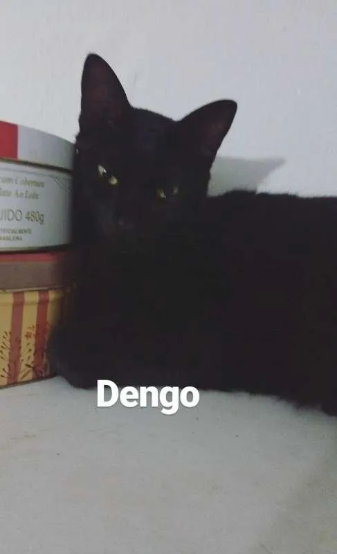 Gato raça Viralata idade 3 anos nome Oswaldo