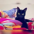 Oswaldo