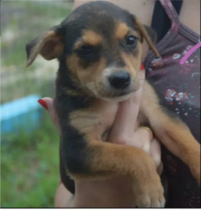 Cachorro ra a SRD idade 2 a 6 meses nome Arya