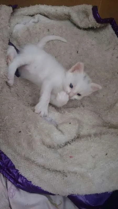 Gato ra a vira-lata  idade Abaixo de 2 meses nome 2 Gatinhos 