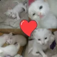 2 Gatinhos 