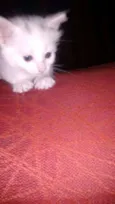 2 Gatinhos 