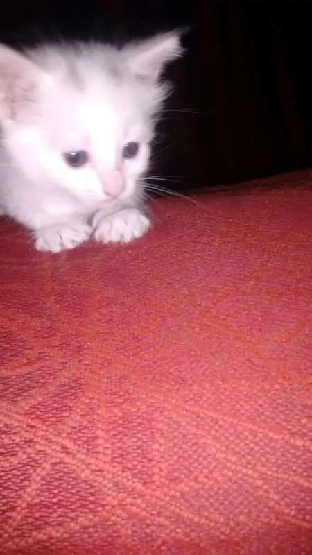 Gato ra a vira-lata  idade Abaixo de 2 meses nome 2 Gatinhos 
