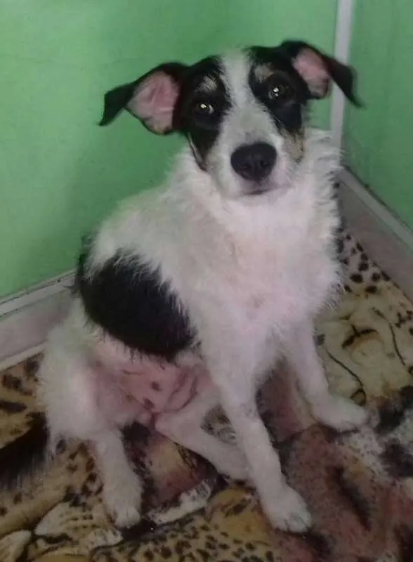 Cachorro ra a Vira Latas idade 2 anos nome Mel