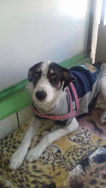 Cachorro ra a Vira Latas idade 2 anos nome Mel