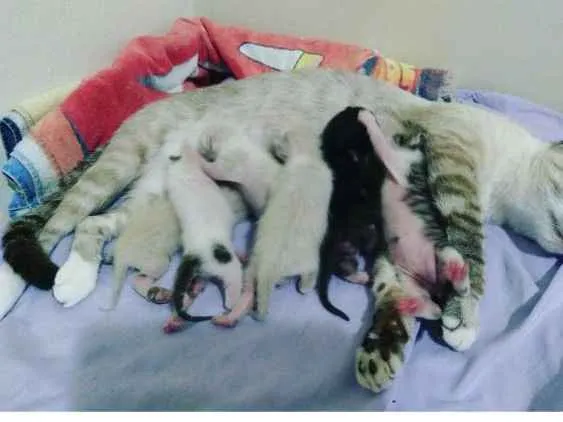 Gato ra a Sem raça definida idade 2 a 6 meses nome Ainda sem nomes
