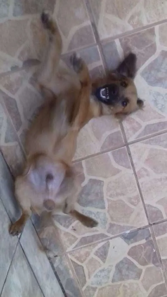 Cachorro ra a Vira-lata idade 1 ano nome Não tem nome ainda