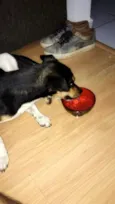 Hamburguinho