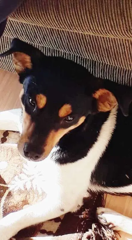 Cachorro ra a Fox paulistinha idade 2 anos nome Hamburguinho