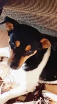 Hamburguinho