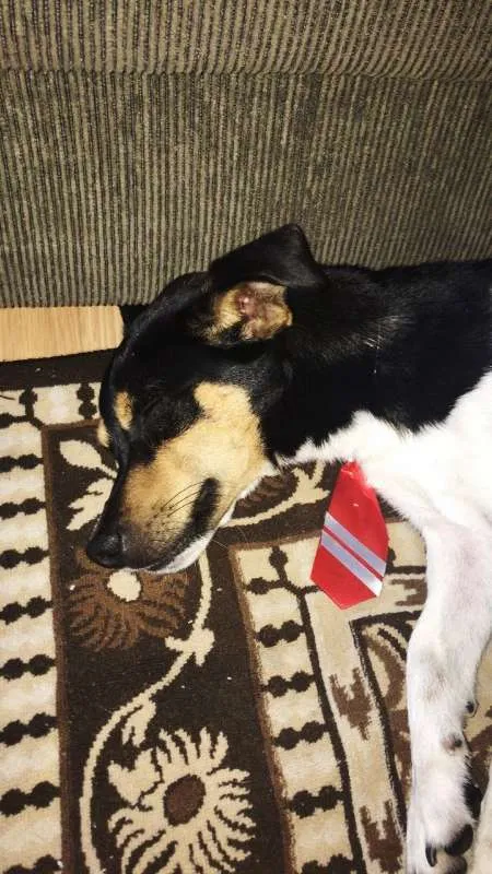 Cachorro ra a Fox paulistinha idade 2 anos nome Hamburguinho
