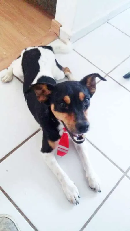 Cachorro ra a Fox paulistinha idade 2 anos nome Hamburguinho