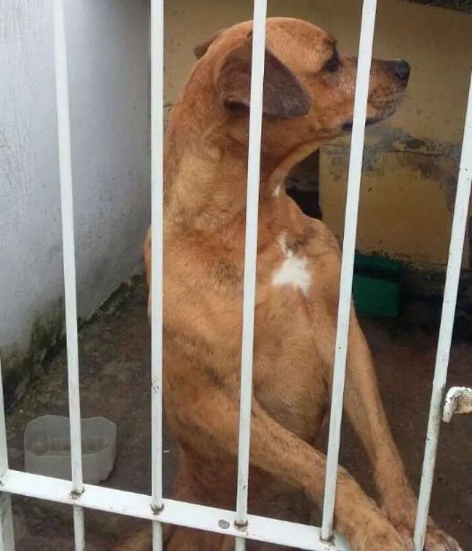 Cachorro ra a Vira-lata com Boxer idade 3 anos nome Marry