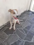 Paçoca