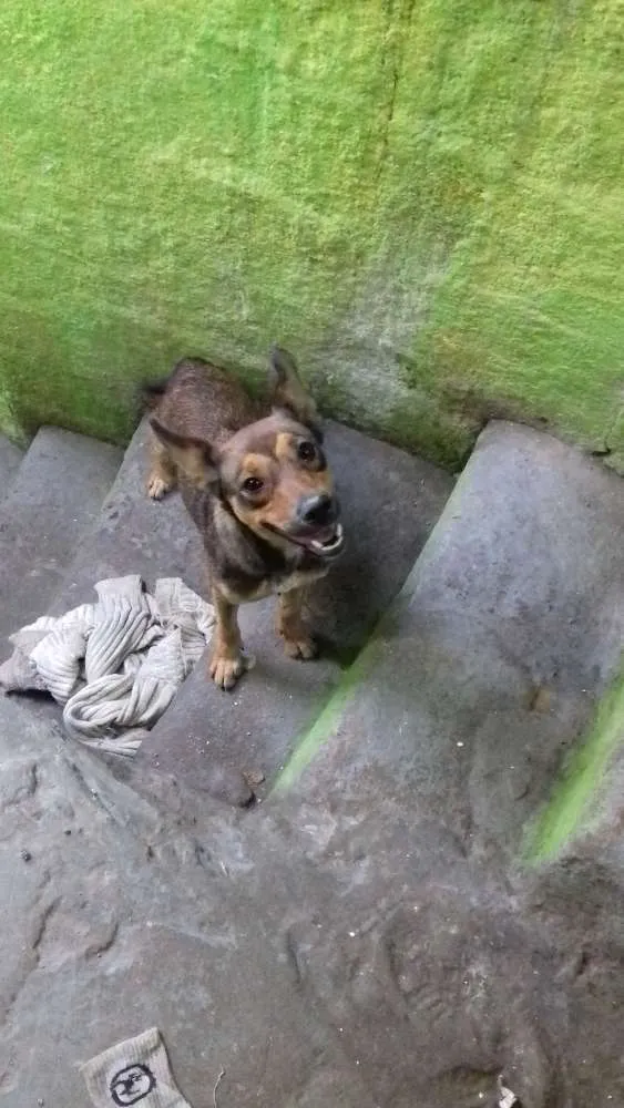 Cachorro ra a Vira lata com pastor alemão  idade 2 a 6 meses nome Xítara 