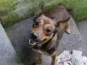 Cachorro raça Vira lata com pastor alemão  idade 2 a 6 meses nome Xítara 