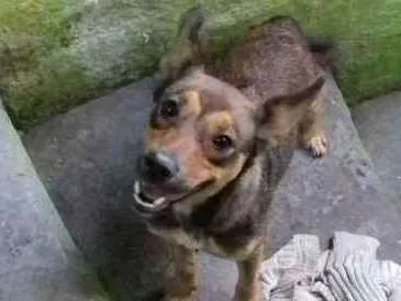 Cachorro ra a Vira lata com pastor alemão  idade 2 a 6 meses nome Xítara 