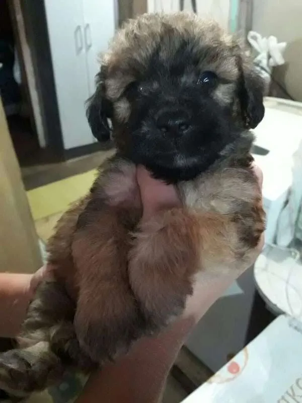 Cachorro ra a Poodle com vira-lata idade Abaixo de 2 meses nome Sem nome