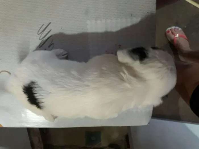 Cachorro ra a Poodle com vira-lata idade Abaixo de 2 meses nome Sem nome