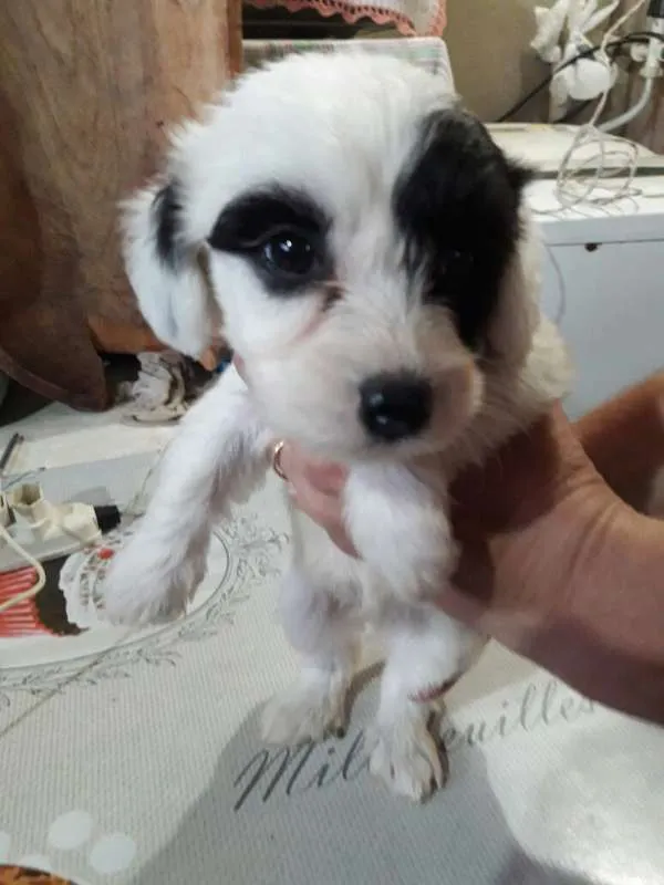 Cachorro ra a Poodle com vira-lata idade Abaixo de 2 meses nome Sem nome