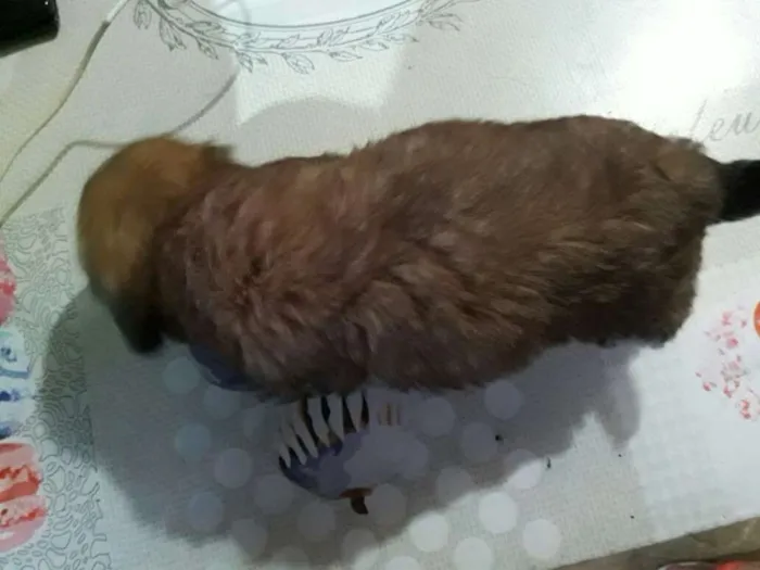 Cachorro ra a Poodle com vira-lata idade Abaixo de 2 meses nome Sem nome